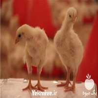 فروش جوجه یک روزه گوشتی در تهران در گروه مرغ و خروس و بوقلمون و اردک قو قاز در یکمیوه