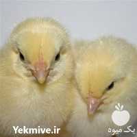 فروش جوجه یک روزه گوشتی در تهران در گروه مرغ و خروس و بوقلمون و اردک قو قاز در یکمیوه