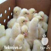 فروش جوجه مرغ تخمگذار درجه یک در تهران در گروه مرغ و خروس و بوقلمون و اردک قو قاز در یکمیوه