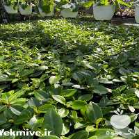 فروش دوره آموزشی کشت گیاهان آپارتمانی در تهران در گروه مشاوره - راه اندازی بازاریابی کسب درآمد بهبود کسب و کار در یکمیوه