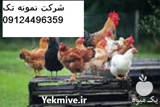 فروش عمده جوجه جهادی در تهران در گروه مرغ و خروس و بوقلمون و اردک قو قاز در یکمیوه -عکس1