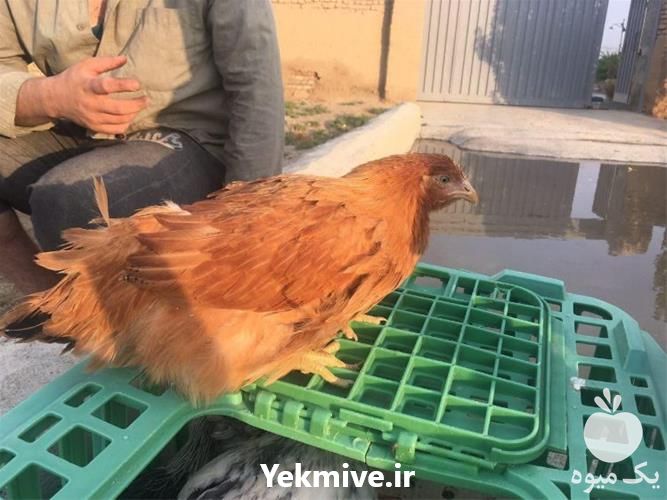 فروش مرغ محلی گلپایگان کیفیت بالا در تهران در گروه مرغ و خروس و بوقلمون و اردک قو قاز در یکمیوه -عکس1