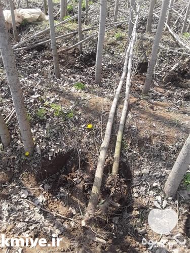 فروش قیمت نهال درخت صنوبر در تهران در گروه خرید فروش نهال - انواع گردو پسته بادام سلطانی انگور در یکمیوه -عکس1
