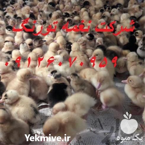 فروش قیمت جوجه اردک پکنی در تهران در گروه مرغ و خروس و بوقلمون و اردک قو قاز در یکمیوه -عکس1