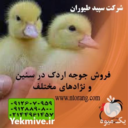 فروش قیمت جوجه اردک 20 روزه در تهران در گروه مرغ و خروس و بوقلمون و اردک قو قاز در یکمیوه -عکس1