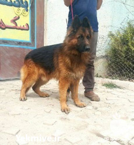 فروش سگ ژرمن شپرد در کرج در گروه سگ و گربه _ نگهبان هاسکی ژرمن دوبرمن سرابی در یکمیوه -عکس1