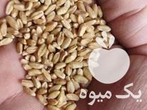 فروش گندم و جو بذری در سیمین شهر در گروه خرید فروش عمده گندم و جو - بلغور شیرازی فروش عمده محصول کشاورزی در یکمیوه -عکس1
