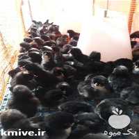 فروش جوجه بلک استار  در تهران در گروه مرغ و خروس و بوقلمون و اردک قو قاز در یکمیوه