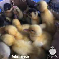 فروش اردک پکنی در تهران در گروه مرغ و خروس و بوقلمون و اردک قو قاز در یکمیوه