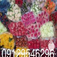 فروش گل رز در شهریار در گروه خرید فروش عمده گیاهان زینتی - گرمسیری آپارتمانی باغچه آب در یکمیوه