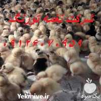 فروش قیمت جوجه اردک پکنی در تهران در گروه مرغ و خروس و بوقلمون و اردک قو قاز در یکمیوه