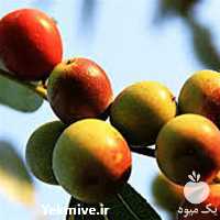 فروش نهال عناب و ازگیل در کرمانشاه در گروه خرید فروش نهال - انواع گردو پسته بادام سلطانی انگور در یکمیوه