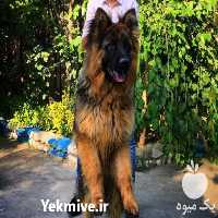 مشاوره خرید سگ در تهران در گروه سگ و گربه _ نگهبان هاسکی ژرمن دوبرمن سرابی در یکمیوه