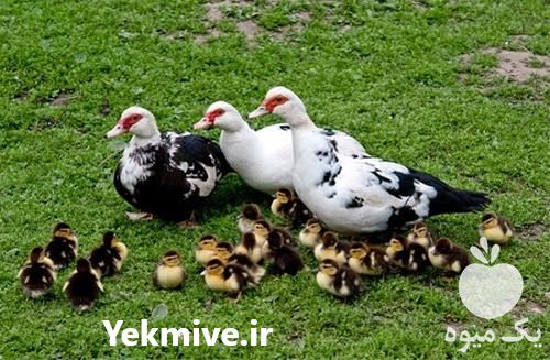 فروش جوجه اردک یک روزه پکنی در تهران در گروه مرغ و خروس و بوقلمون و اردک قو قاز در یکمیوه -عکس1