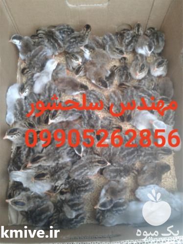 فروش جوجه مرغ شاخدار  در اصفهان در گروه انواع تخم ها - مرغ بوقلمون پرنده عمده کشاورزی در یکمیوه -عکس1