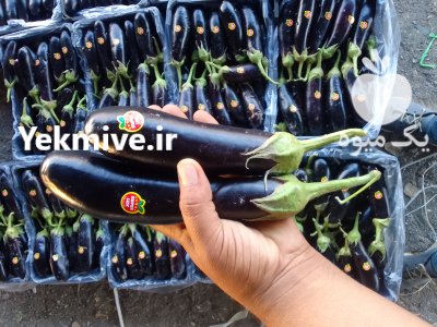 آگهی مشابه بادمجان قلمی رودان در دهبارز در گروه خرید فروش عمده بادمجان - قلمی دلمه کبابی مشکی سفید در یکمیوه