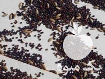 فروش بذر شلغم و کتان در اصفهان در گروه خرید فروش عمده شلغم - تازه خام محصولات کشاورزی در یکمیوه -عکس1