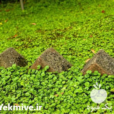 فروش بذر شبدر دایکوندرا در تهران در گروه خرید فروش بذر - انواع محصول کشاورزی گوجه کتان میوه درخت در یکمیوه -عکس1