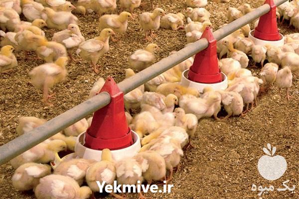 فروش جوجه گوشتی در تهران در گروه مرغ و خروس و بوقلمون و اردک قو قاز در یکمیوه -عکس1