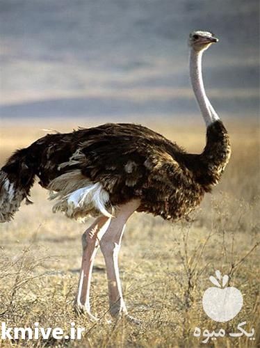 خرید شترمرغ مولد  در تهران در گروه مرغ و خروس و بوقلمون و اردک قو قاز در یکمیوه -عکس1