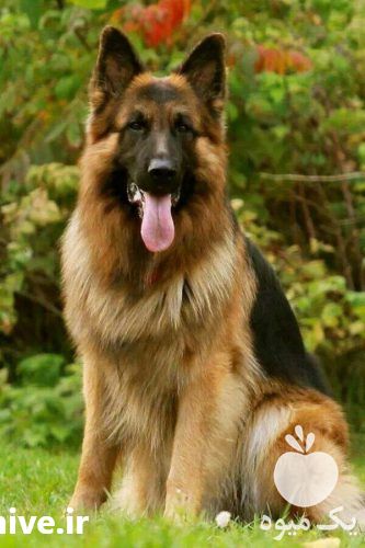 فروش سگهای ژرمن شپرد در کرج در گروه سگ و گربه _ نگهبان هاسکی ژرمن دوبرمن سرابی در یکمیوه -عکس1