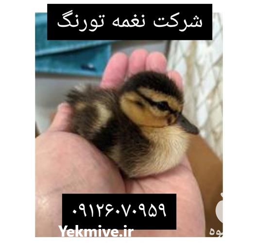 فروش قیمت اردک دورگه در تهران در گروه مرغ و خروس و بوقلمون و اردک قو قاز در یکمیوه -عکس1