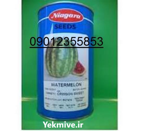 فروش بذر هندوانه کریمسون در کرمان  در گروه خرید فروش بذر - انواع محصول کشاورزی گوجه کتان میوه درخت در یکمیوه -عکس1