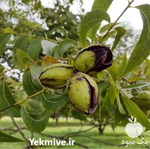 فروش نهال گردو پکان با کیفیت تضمینی در هرمز در گروه خرید فروش نهال - انواع گردو پسته بادام سلطانی انگور در یکمیوه -عکس1