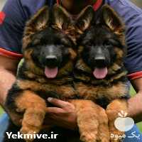 فروش توله سگ ژرمن شپرد شولاین در تهران در گروه سگ و گربه _ نگهبان هاسکی ژرمن دوبرمن سرابی در یکمیوه