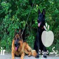 فروش سگ نگهبان بالغ درجه یک  در تهران در گروه سگ و گربه _ نگهبان هاسکی ژرمن دوبرمن سرابی در یکمیوه