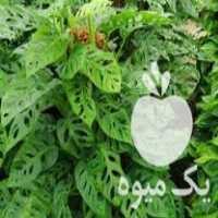 واگذاری گلخانه و فروش گلهای آپارتمانی در سلمان شهر در گروه اجاره فروش گلخانه - هیدروپونیک سازه صنعتی شیشه خیار زعفران در یکمیوه