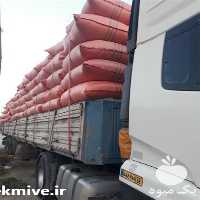 فروش پخش کاه گندم در کرمان  در گروه خوراک دام و طیور - پرواری شیری علوفه یونجه در یکمیوه