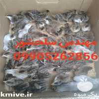 فروش جوجه مرغ شاخدار  در اصفهان در گروه انواع تخم ها - مرغ بوقلمون پرنده عمده کشاورزی در یکمیوه