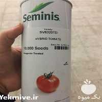 فروش گوجه فرنگی 8320  در هرمز در گروه خرید فروش عمده گوجه فرنگی - فرنگی سبز قرمز سیاه کبابی ربی در یکمیوه