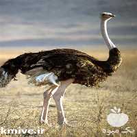 خرید شترمرغ مولد  در تهران در گروه مرغ و خروس و بوقلمون و اردک قو قاز در یکمیوه