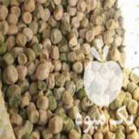 فروش بذر نخود فرنگی مجارستان در آق قلا در گروه خرید فروش بذر - انواع محصول کشاورزی گوجه کتان میوه درخت در یکمیوه