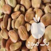 فروش انواع بذر باقلا و نخود فرنگی در گرگان در گروه خرید فروش بذر - انواع محصول کشاورزی گوجه کتان میوه درخت در یکمیوه