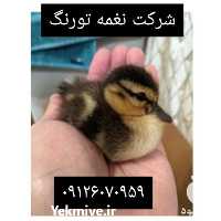 فروش قیمت اردک دورگه در تهران در گروه مرغ و خروس و بوقلمون و اردک قو قاز در یکمیوه
