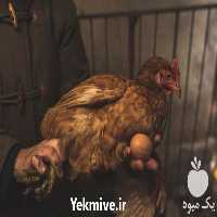 فروش تخم مرغ نطفه دار در تهران در گروه انواع تخم ها - مرغ بوقلمون پرنده عمده کشاورزی در یکمیوه