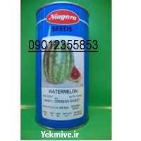 فروش بذر هندوانه کریمسون در کرمان  در گروه خرید فروش بذر - انواع محصول کشاورزی گوجه کتان میوه درخت در یکمیوه