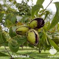فروش نهال گردو پکان با کیفیت تضمینی در هرمز
