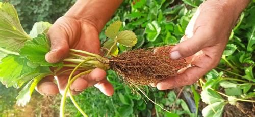 فروش نشا توت فرنگی گلدانی در کردستان در گروه خرید فروش نشا - انواع گوجه برنج کاهو پیاز کاری فرنگی در یکمیوه -عکس1