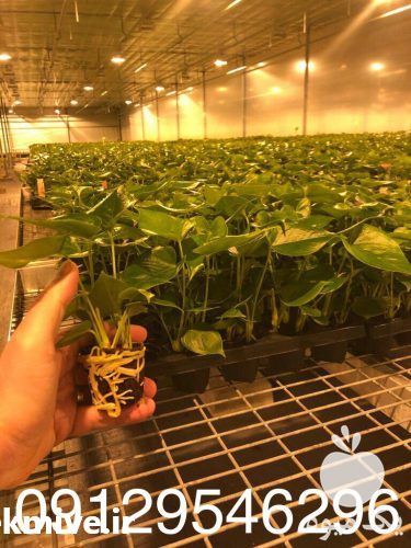 فروش بذر گل و گیاه در اندیشه در گروه خرید فروش بذر - انواع محصول کشاورزی گوجه کتان میوه درخت در یکمیوه -عکس1