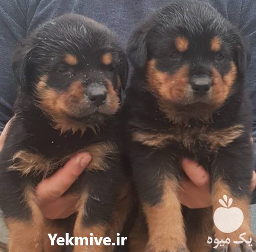 فروش توله روتوایلر سگ گارد در کرج در گروه سگ و گربه _ نگهبان هاسکی ژرمن دوبرمن سرابی در یکمیوه -عکس1