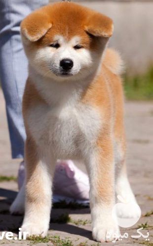 فروش توله سگ اکیتا ژاپنی در کرج در گروه سگ و گربه _ نگهبان هاسکی ژرمن دوبرمن سرابی در یکمیوه -عکس1