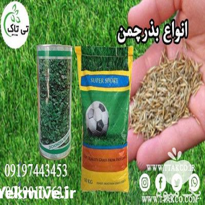 فروش انواع بذر چمن با بهترین کیفیت در تهران در گروه خرید فروش بذر - انواع محصول کشاورزی گوجه کتان میوه درخت در یکمیوه -عکس1