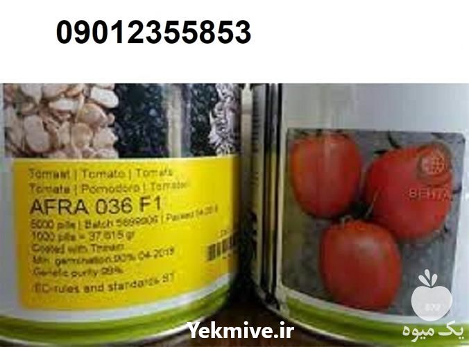 فروش بذر گوجه فرنگی فضای باز در هرمز در گروه خرید فروش بذر - انواع محصول کشاورزی گوجه کتان میوه درخت در یکمیوه -عکس1