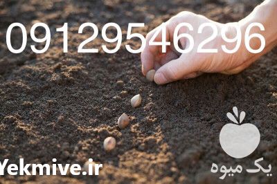 فروش بذر گل و گیاه در تهران در گروه خرید فروش بذر - انواع محصول کشاورزی گوجه کتان میوه درخت در یکمیوه -عکس1