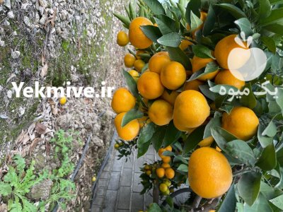 فروش نارنگی ژاپنی در ساری در گروه خرید فروش عمده نارنگی - ژاپنی بندر فروش عمده محصولات در یکمیوه -عکس2