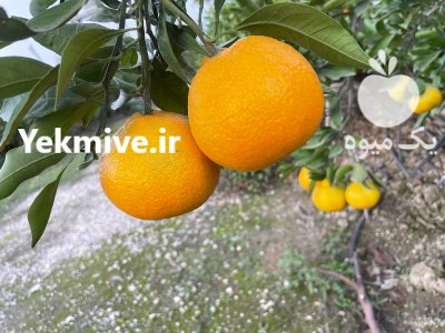 فروش نارنگی ژاپنی در ساری در گروه خرید فروش عمده نارنگی - ژاپنی بندر فروش عمده محصولات در یکمیوه -عکس1